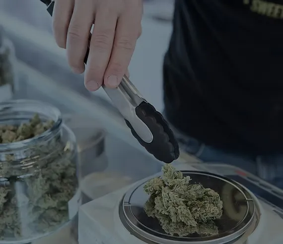 Picking cannabis