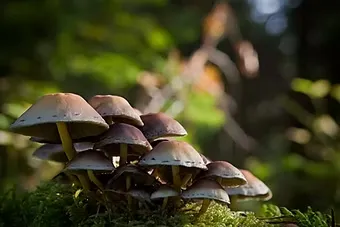 Wild Mushrooms