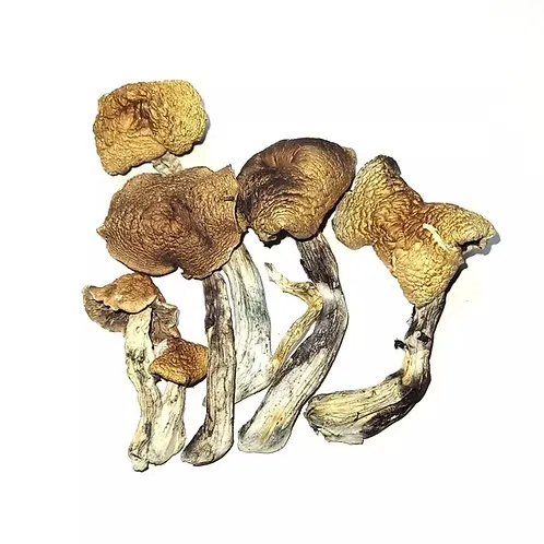 McKennaii Cubensis – Dried Mushroom