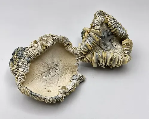 Albino Huautla dried mushrooms